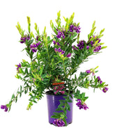 Πολύγαλα – Polygala myrtifolia